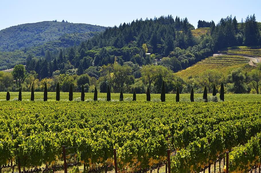 Sonoma-Valley-wine-club